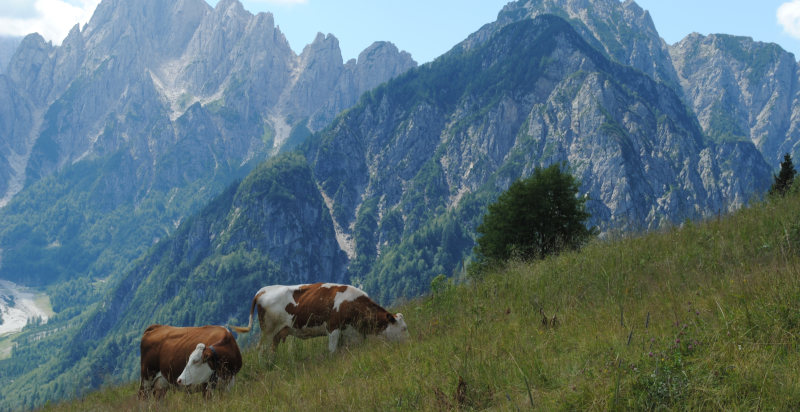 Mucche al pascolo a Malga Glazzat in Friuli Venezia Giulia