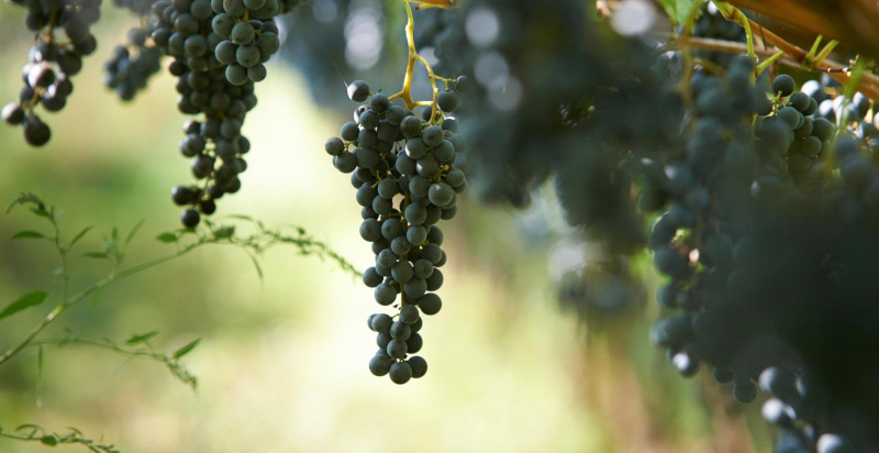 Degustazione vino Alto Adige