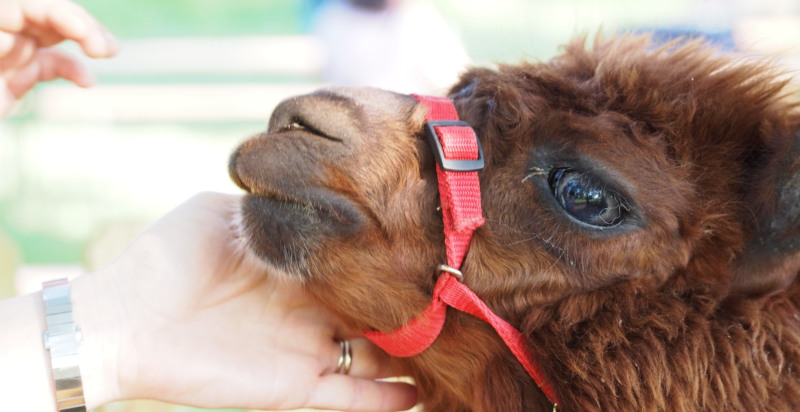 Trekking con alpaca a Montegaldella