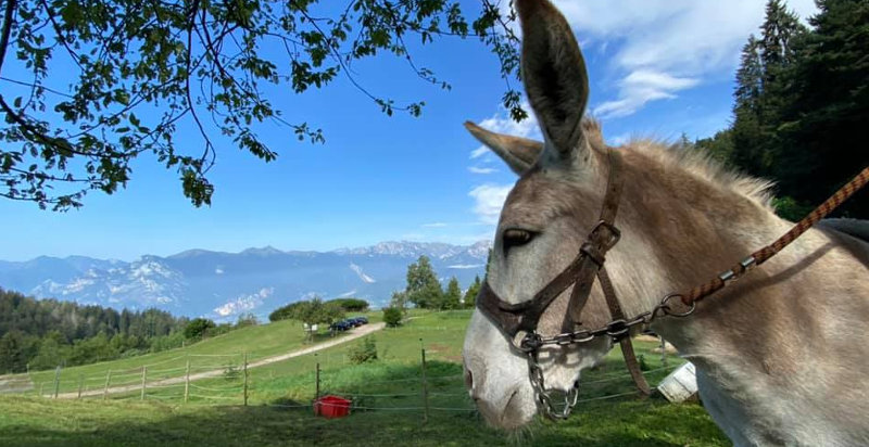 trekking-trentino-arco-asino