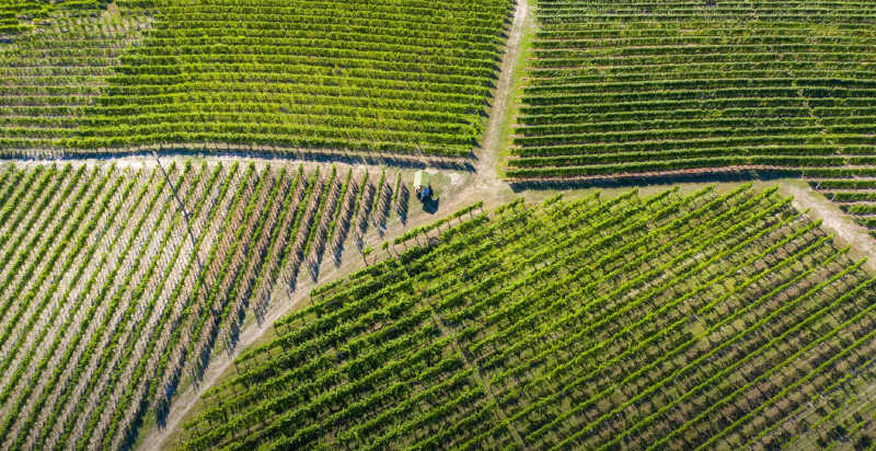 Vigneti a Castagnito nel Roero, territorio della degustazione di vini biologici in Piemonte